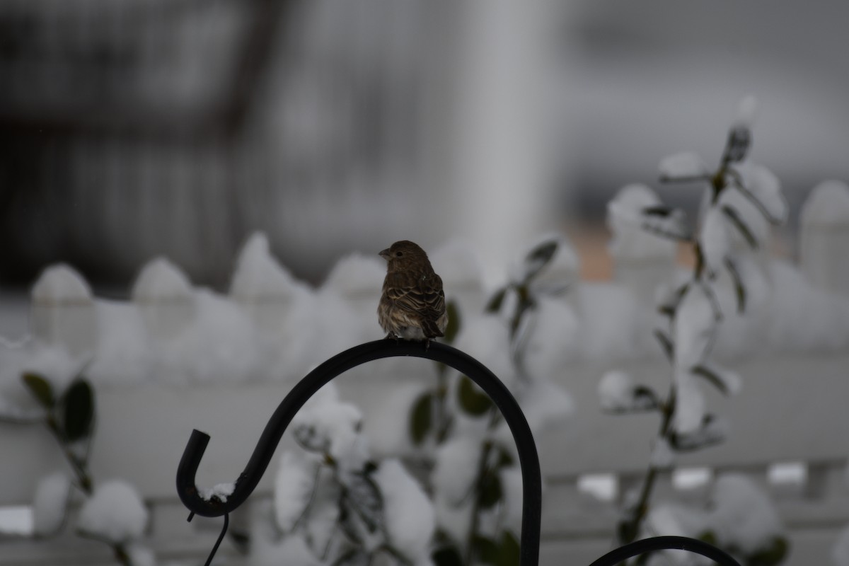 hýl rudoprsý - ML647006982