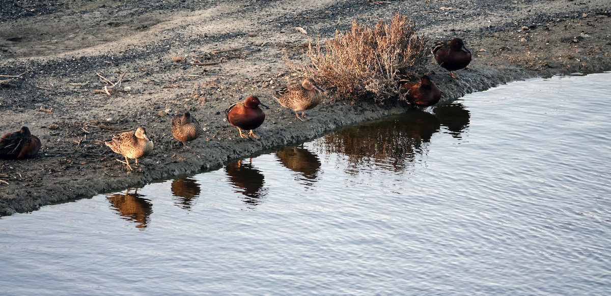 čírka skořicová - ML647006983
