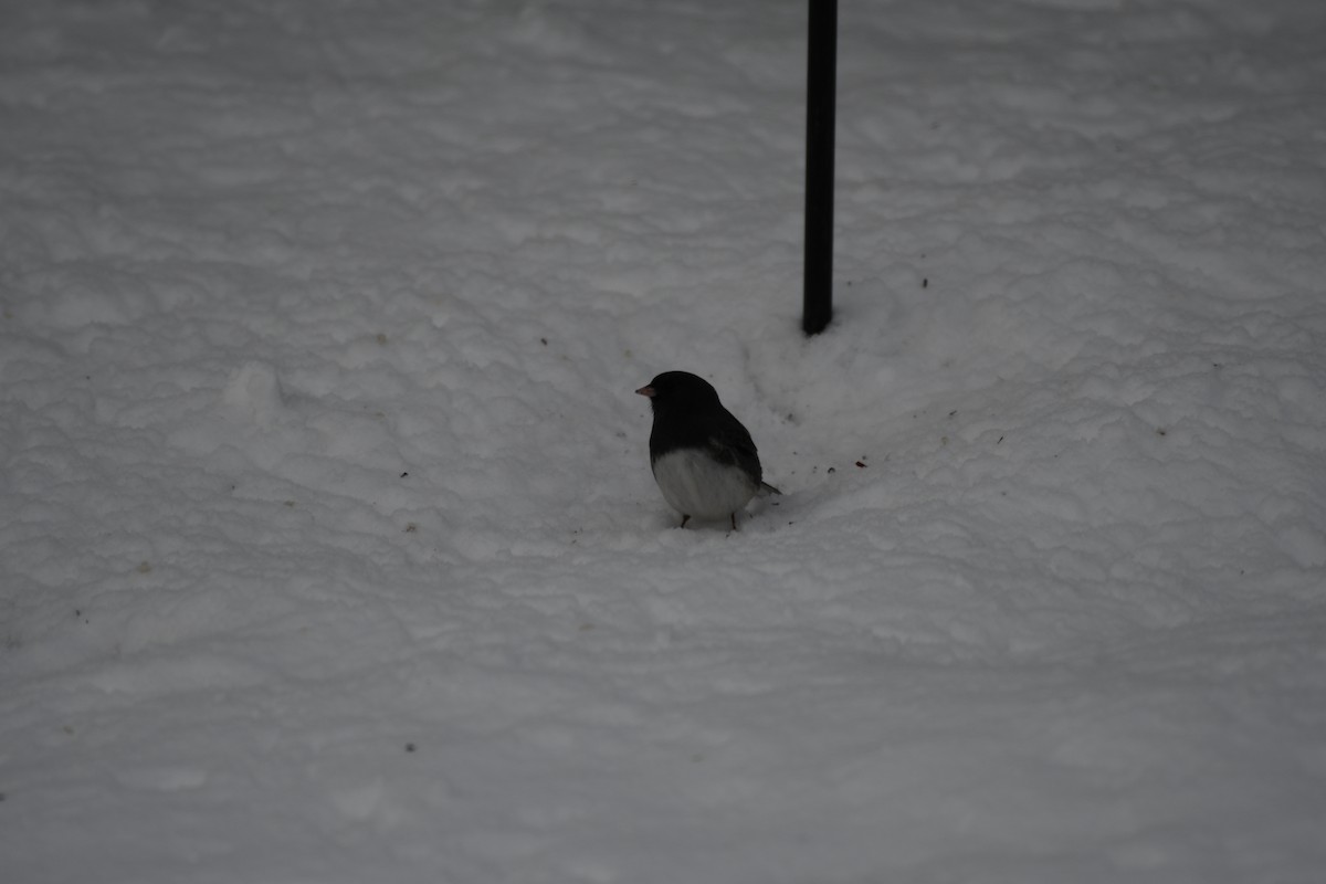 strnadec zimní - ML647006984