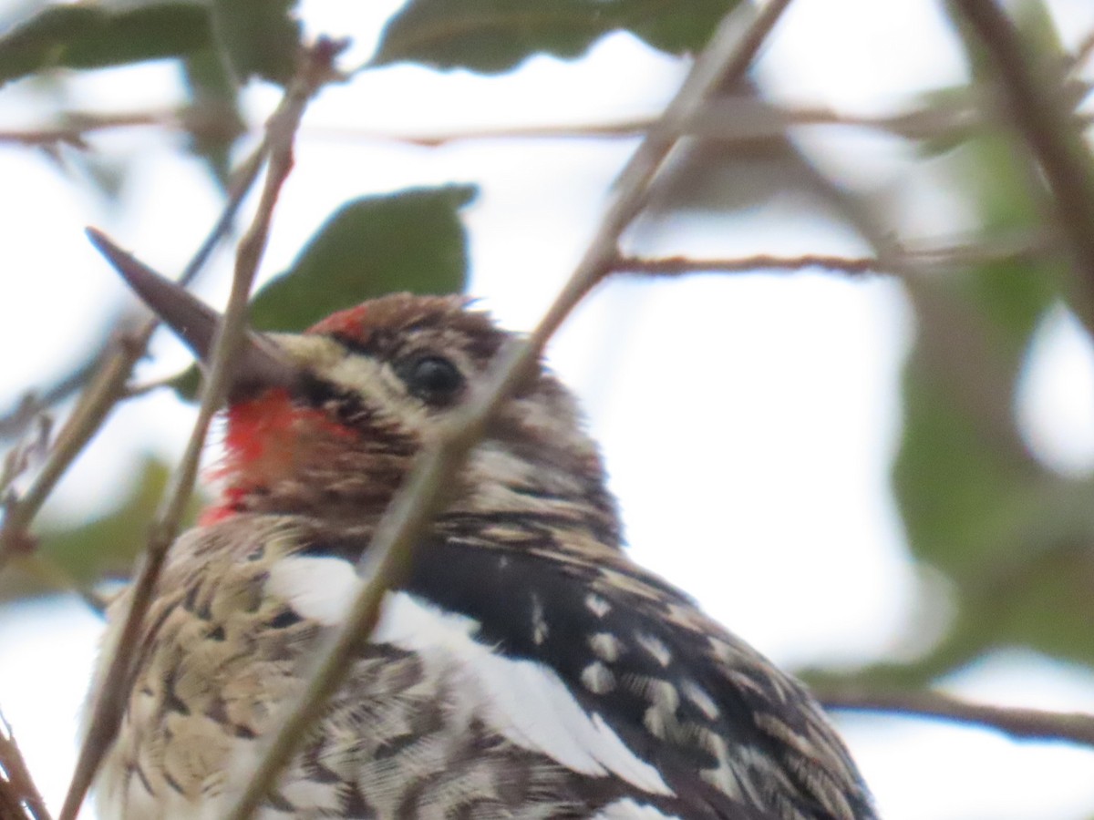 datel rudohrdlý - ML647006985