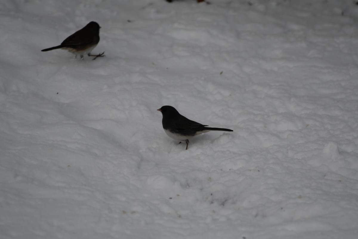 strnadec zimní - ML647006988