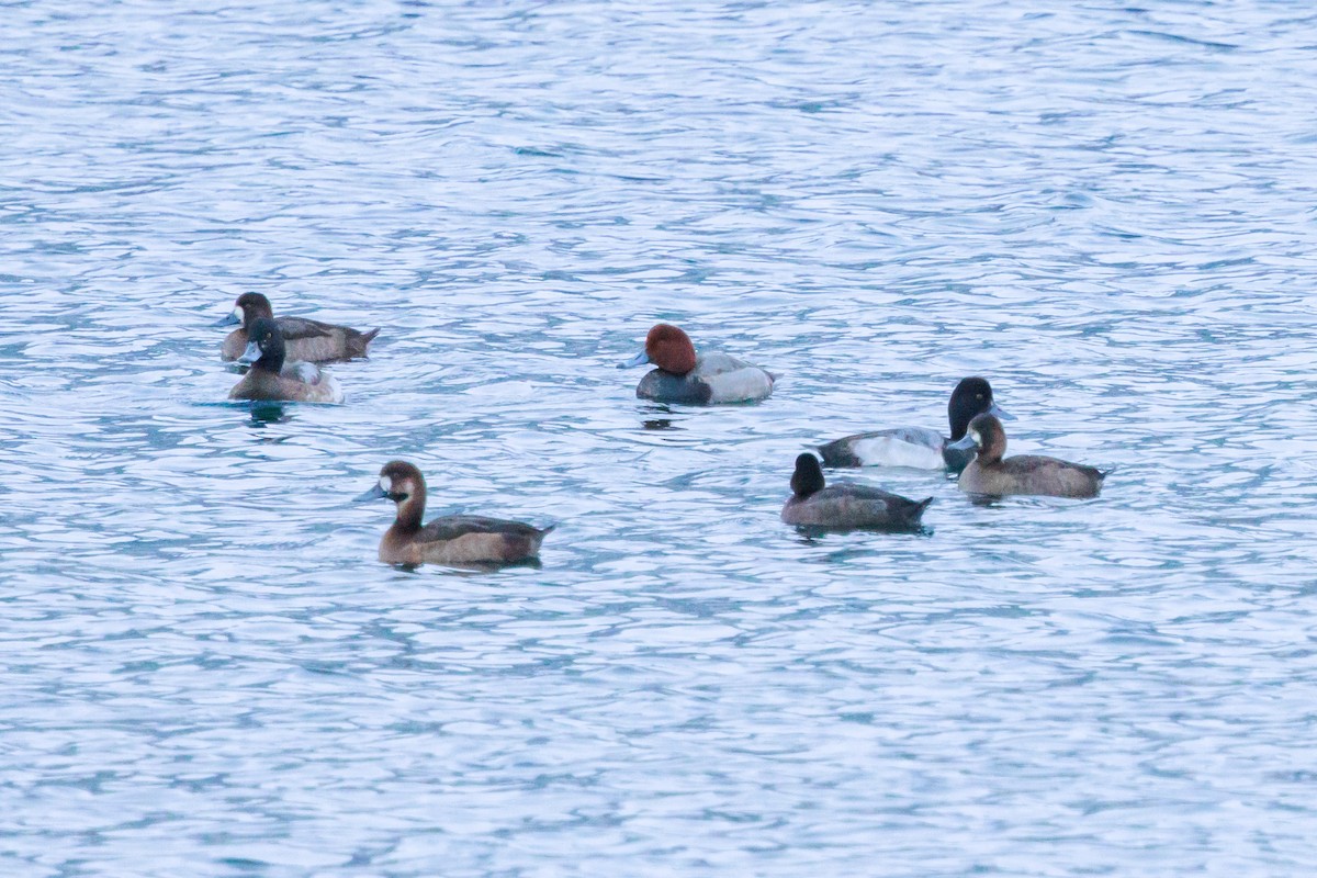 Redhead - ML647006991