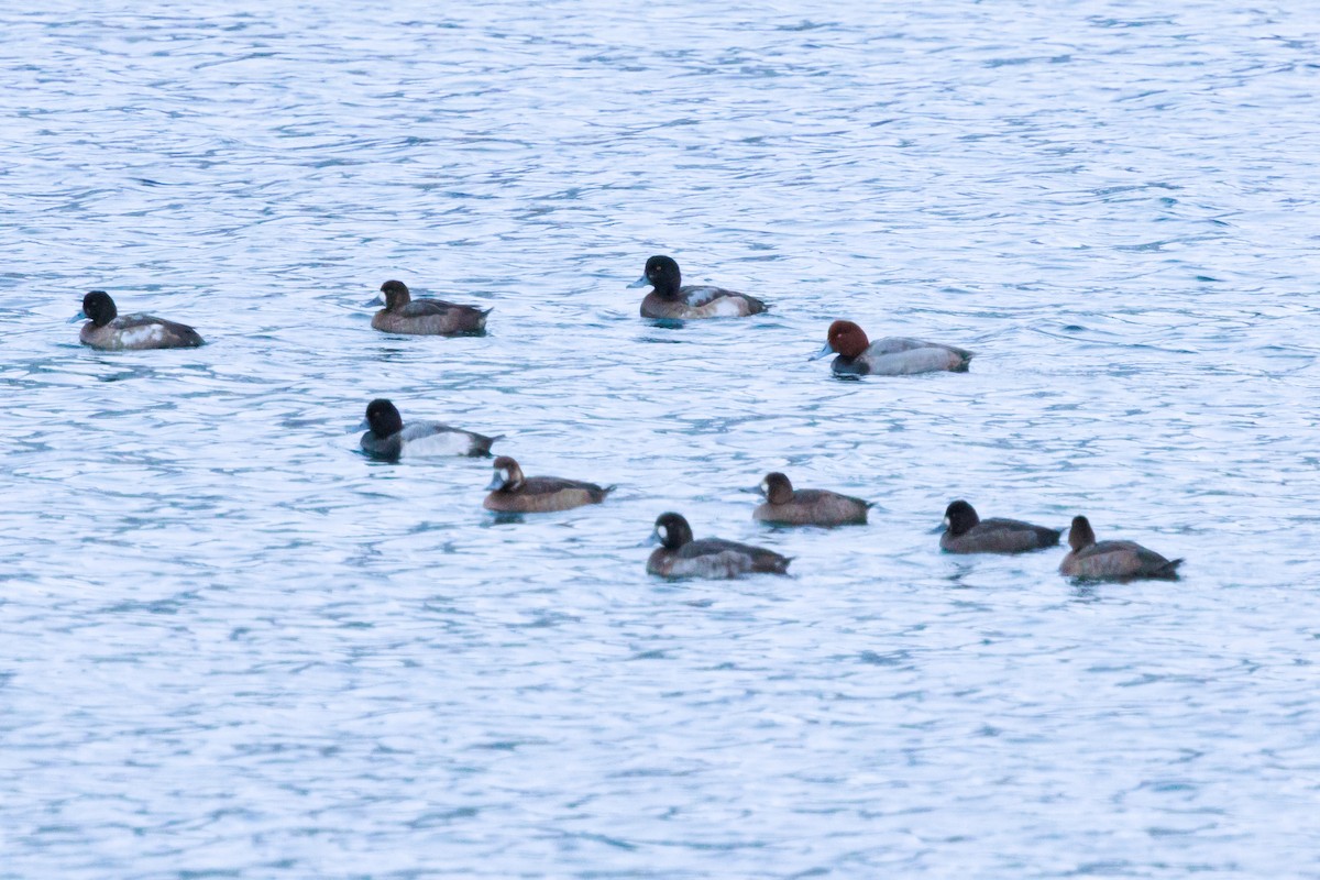 Redhead - ML647006992