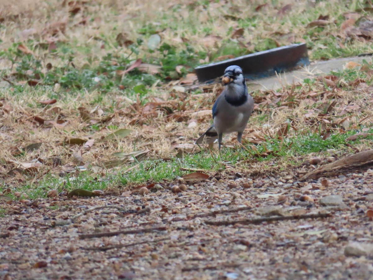 Mavi Karga - ML647006994