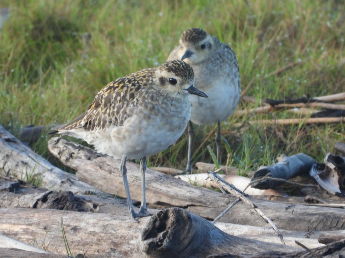 Pacific Golden-Plover - ML647006998