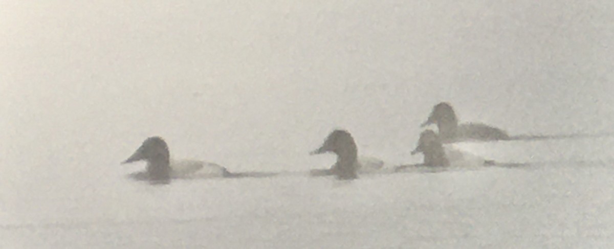 Murgilari bizkarzuria - ML647006999