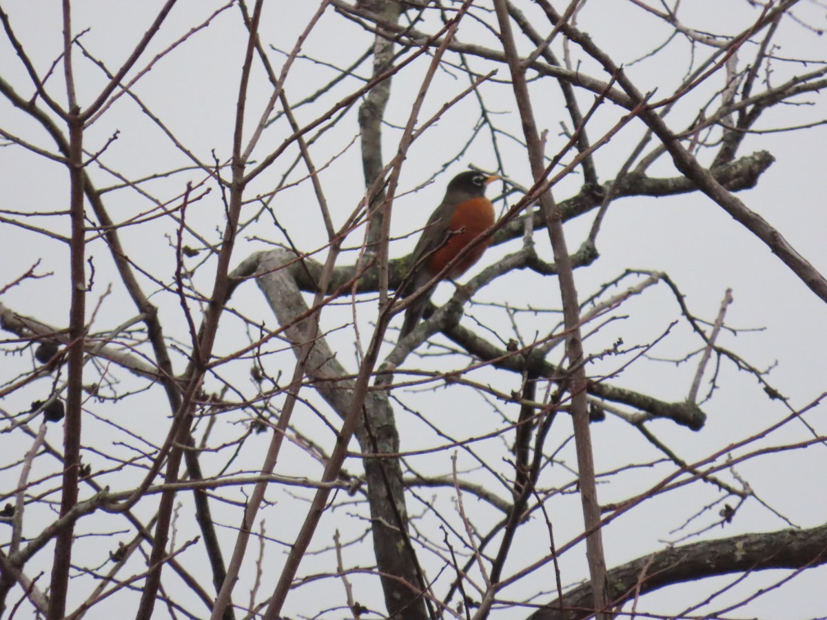 American Robin - ML647007001