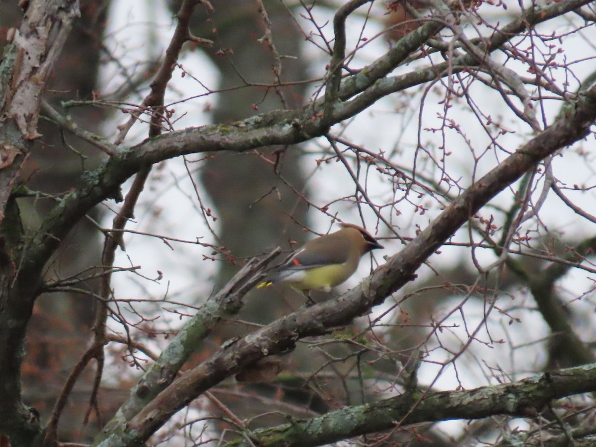 ヒメレンジャク - ML647007008