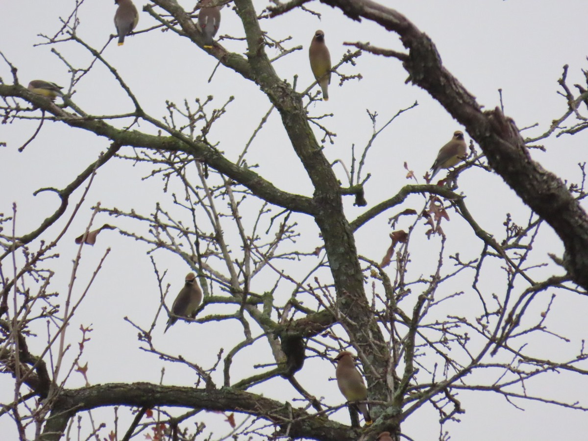 ヒメレンジャク - ML647007010