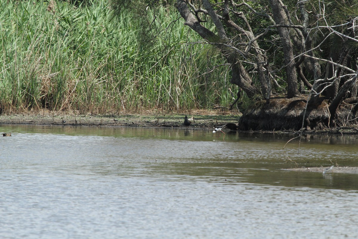 Black-tailed Nativehen - ML647007011