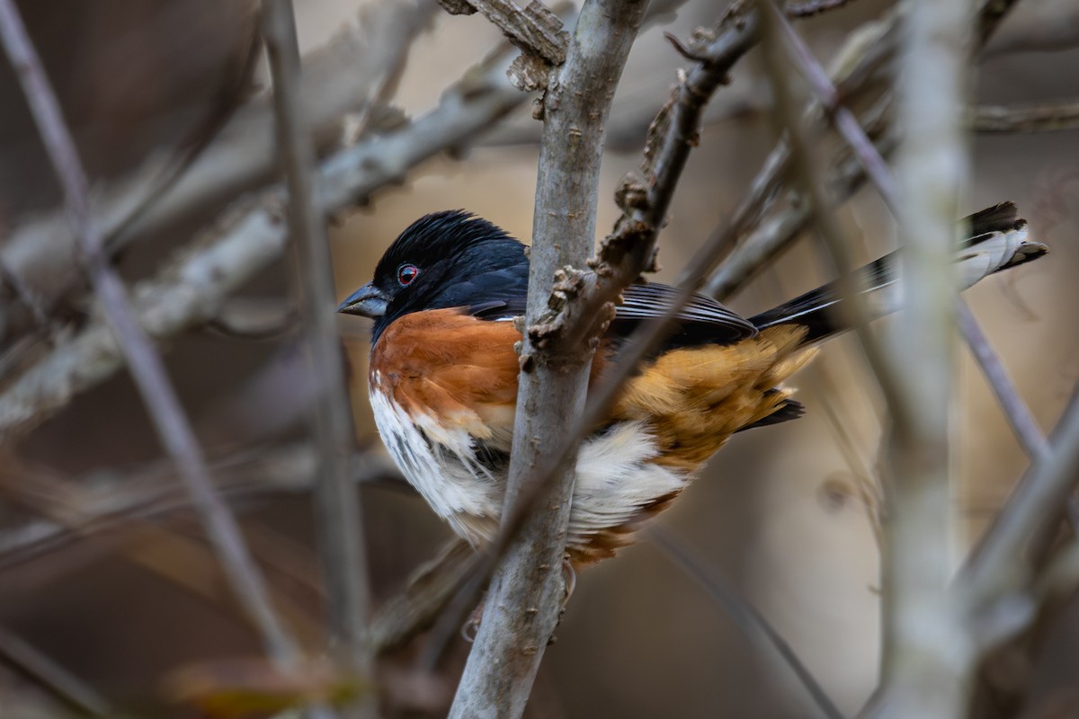 Eastern Towhee - ML647007012