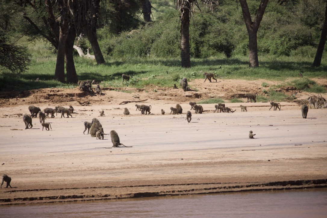 Animals - ML647007013