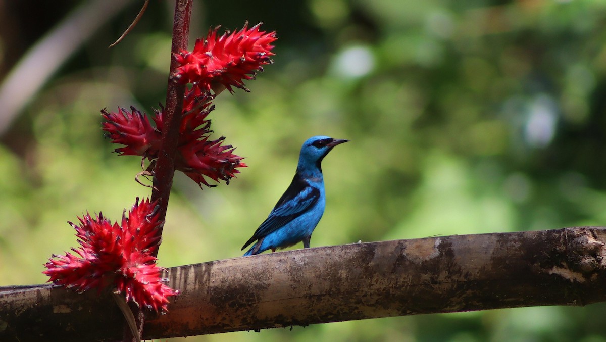 Blue Dacnis - ML647007015