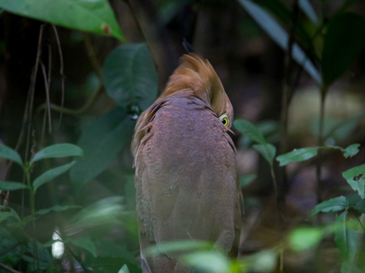 Malay Gece Balıkçılı - ML647007017