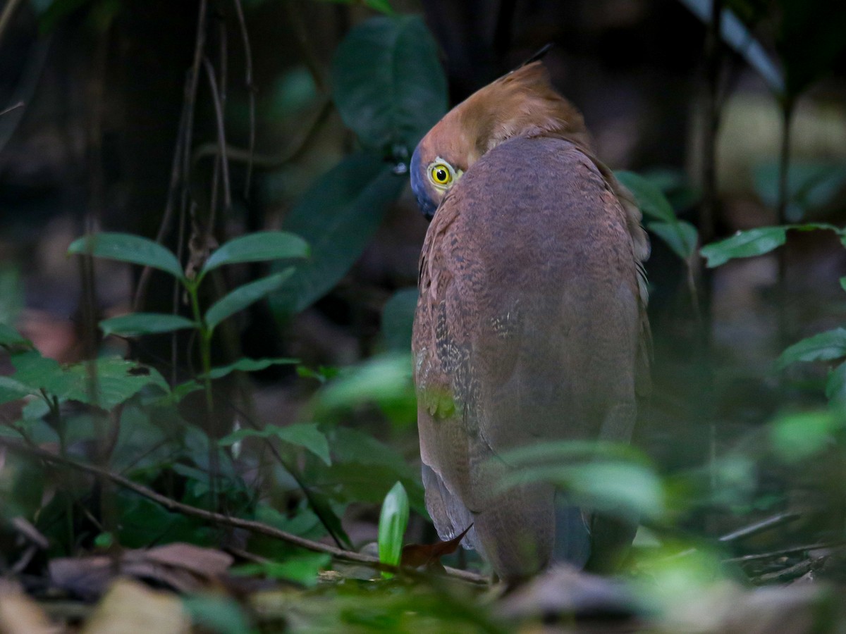 Malay Gece Balıkçılı - ML647007018