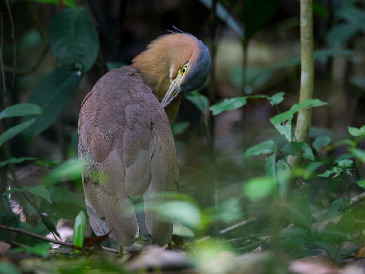 Malay Gece Balıkçılı - ML647007021