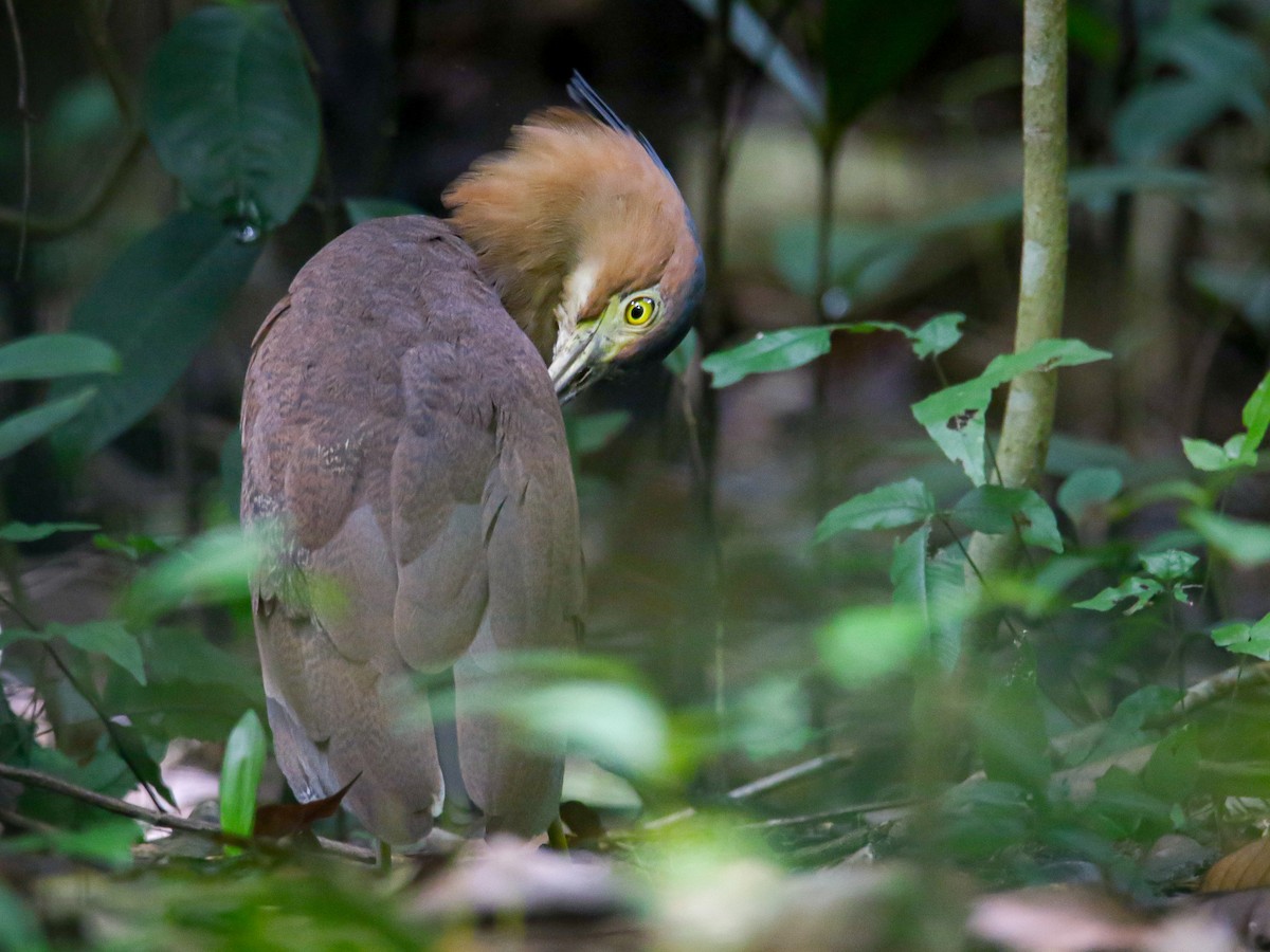 Malay Gece Balıkçılı - ML647007023