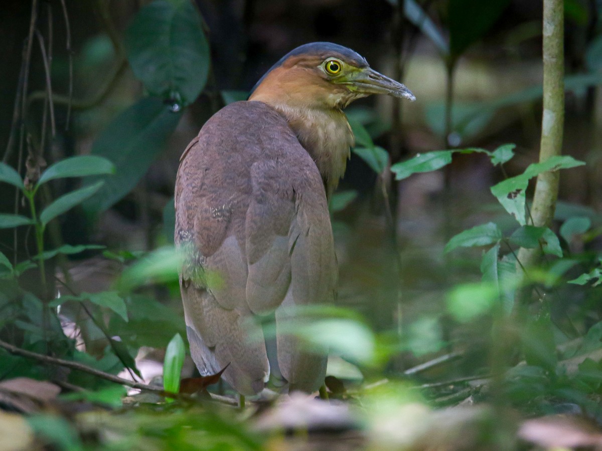 Malay Gece Balıkçılı - ML647007028