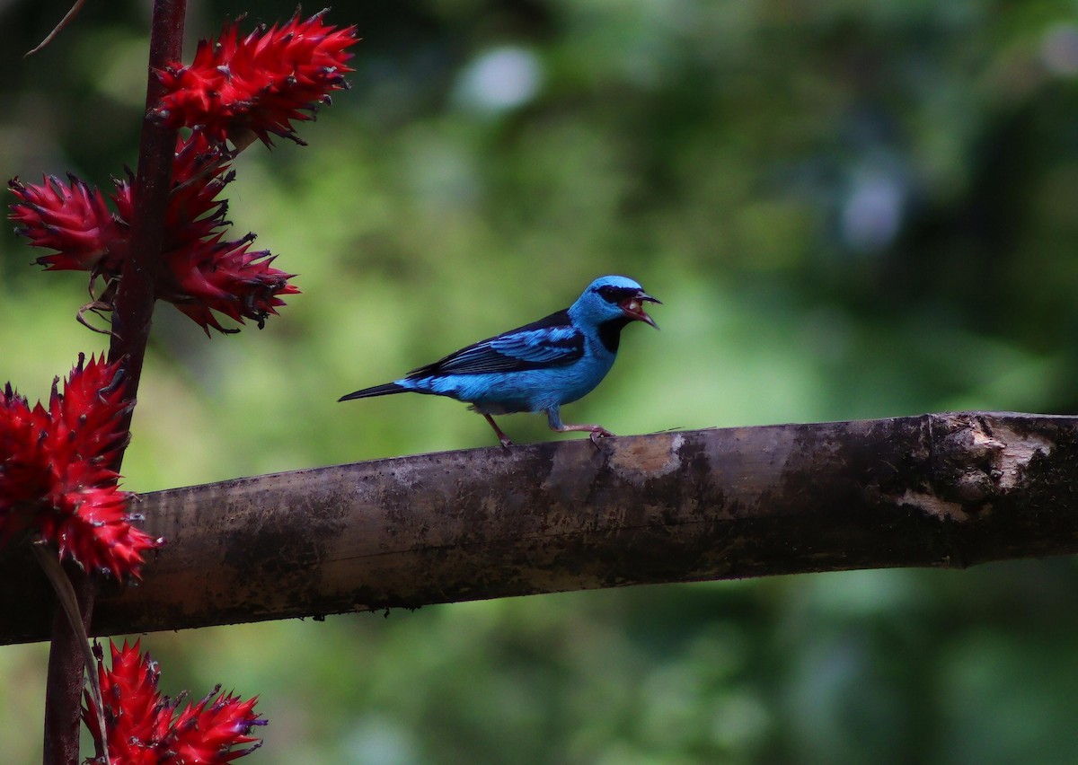 Blue Dacnis - ML647007030
