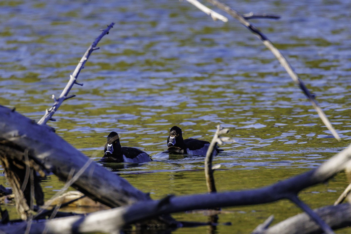 polák proužkozobý - ML647007035