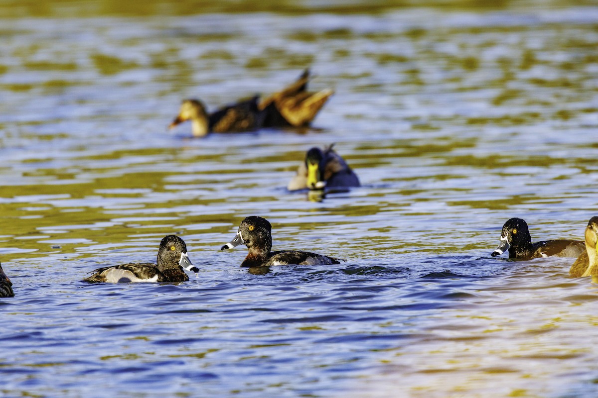 Ring-necked Duck - ML647007037