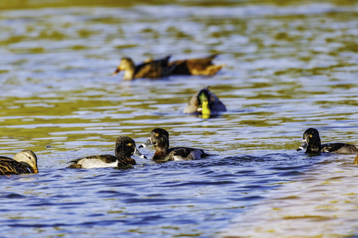 Ring-necked Duck - ML647007038