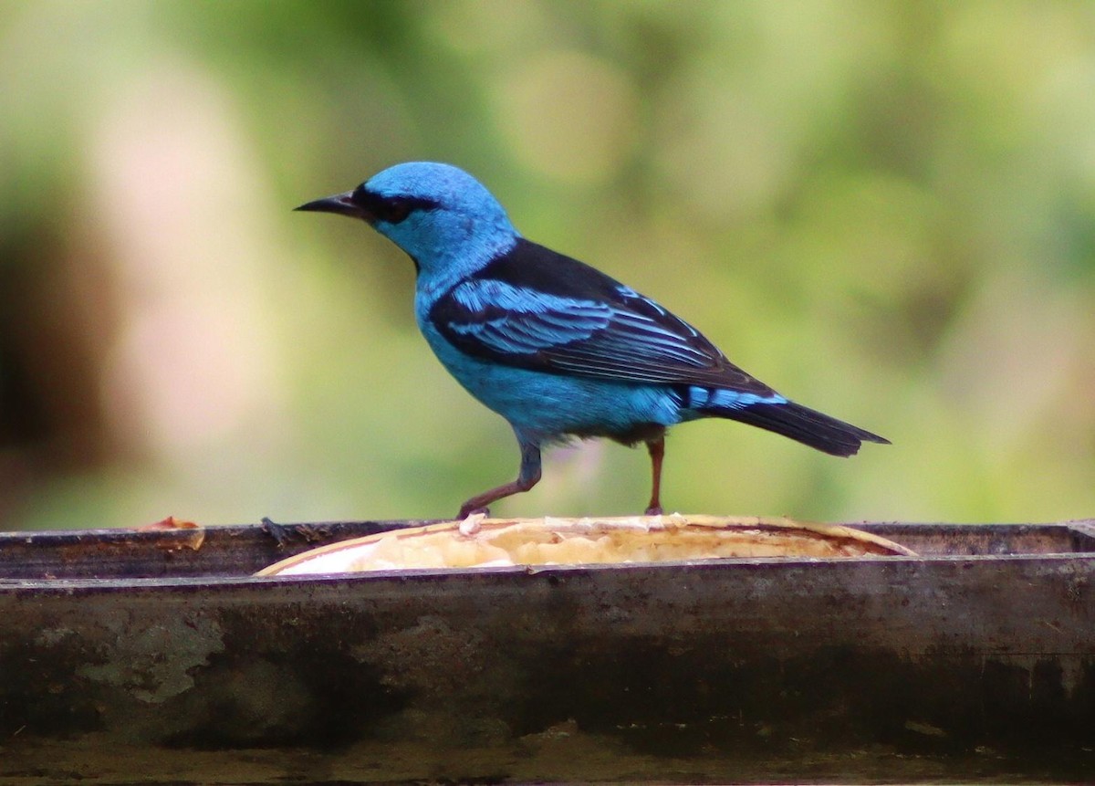 Blue Dacnis - ML647007039