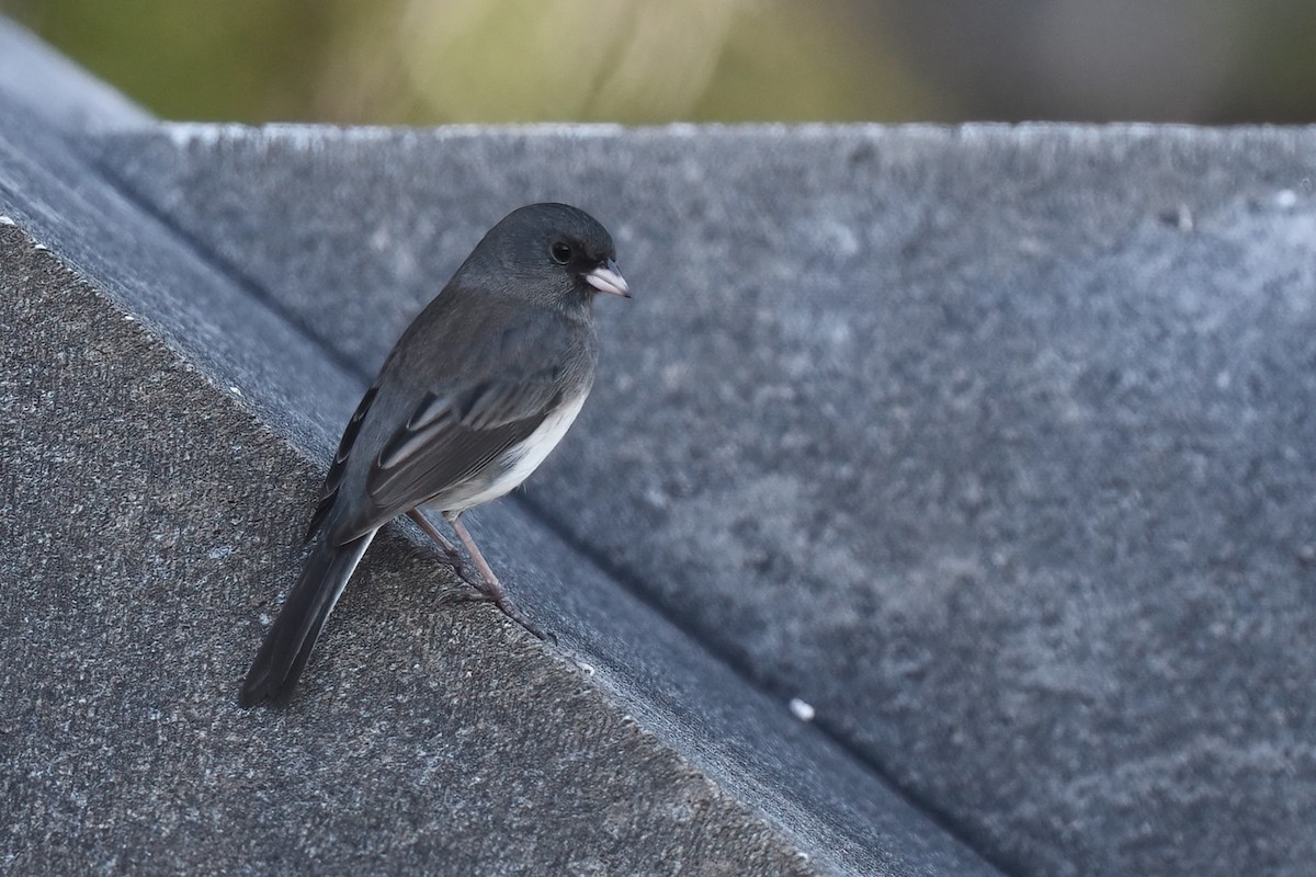 Dark-eyed Junco (Slate-colored) - ML647007040