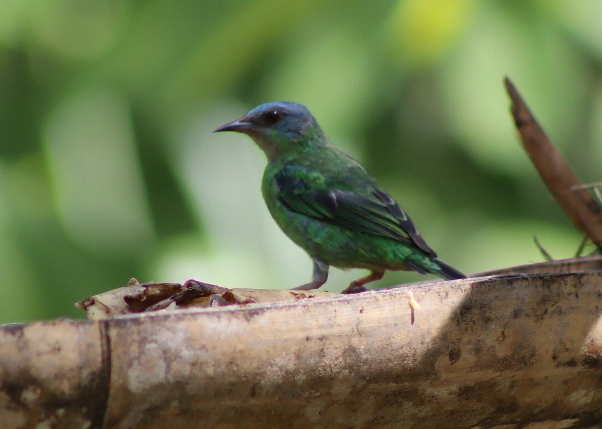 Blue Dacnis - ML647007043