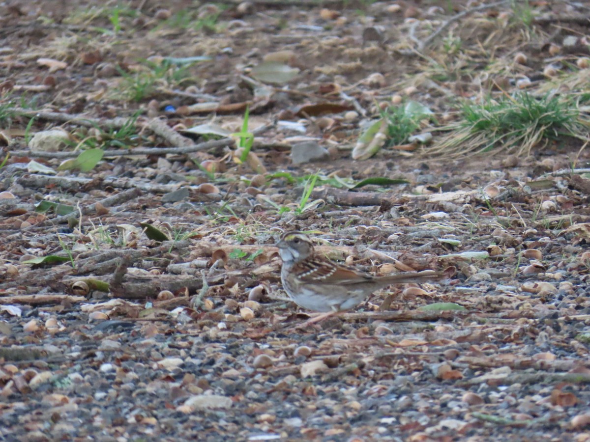 White-throated Sparrow - ML647007044