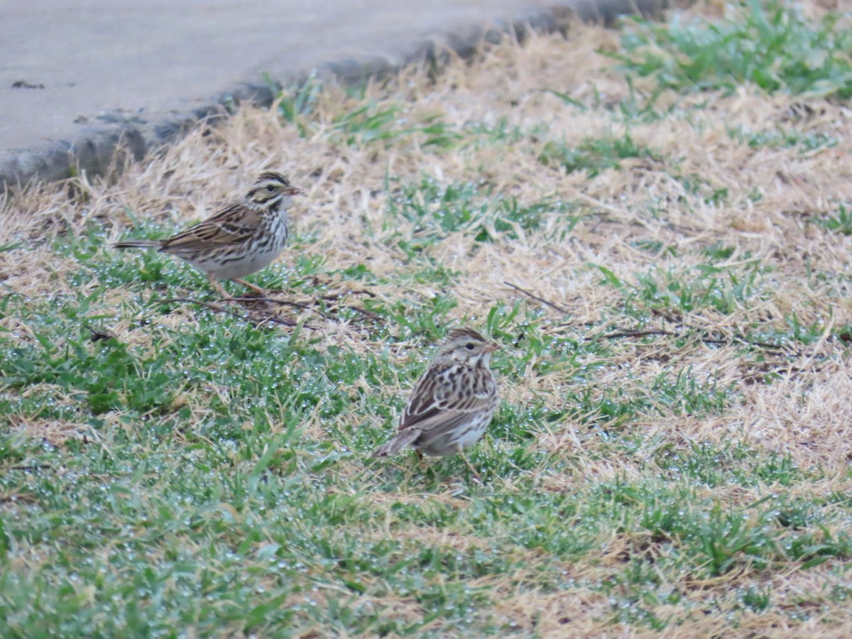 Savannah Sparrow - ML647007063
