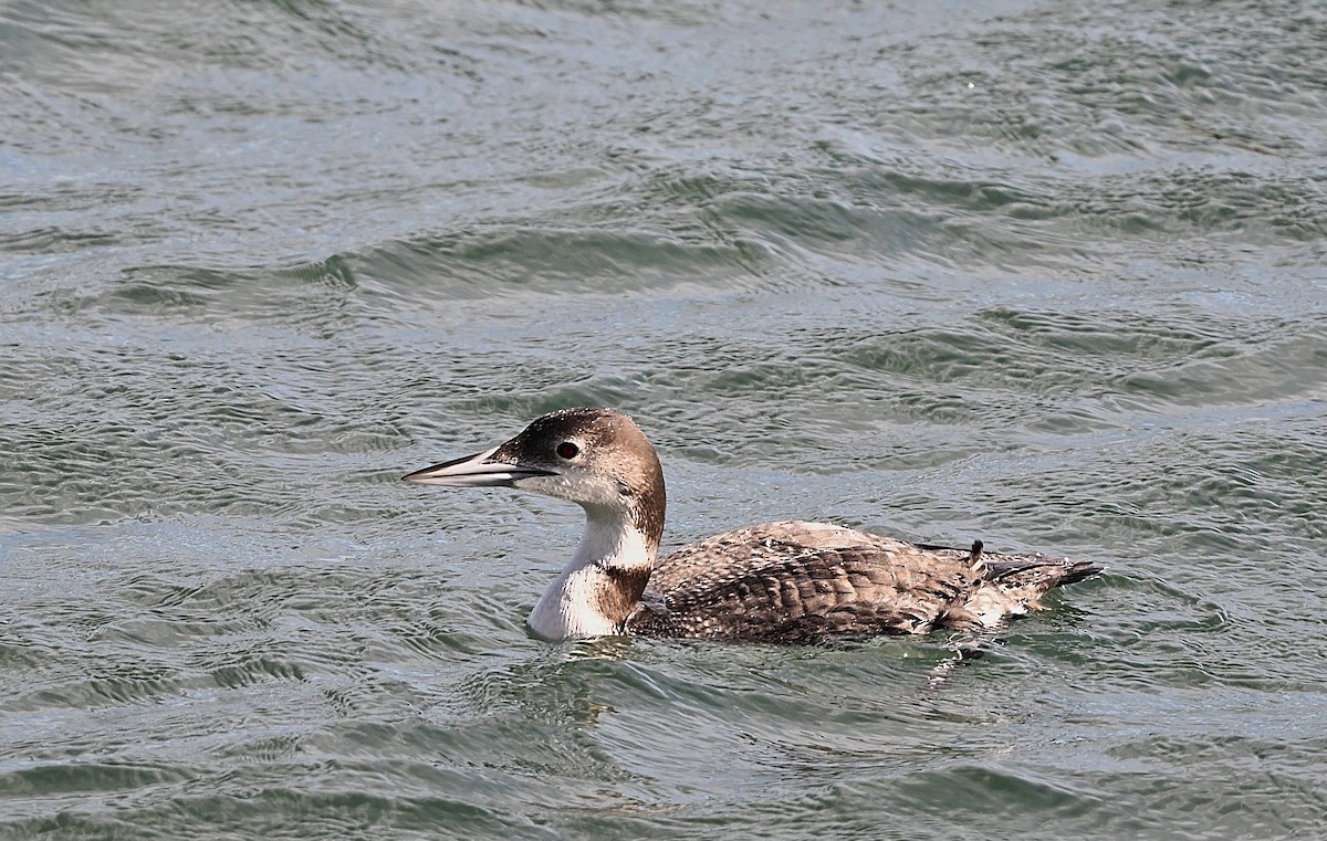 Common Loon - ML647007065