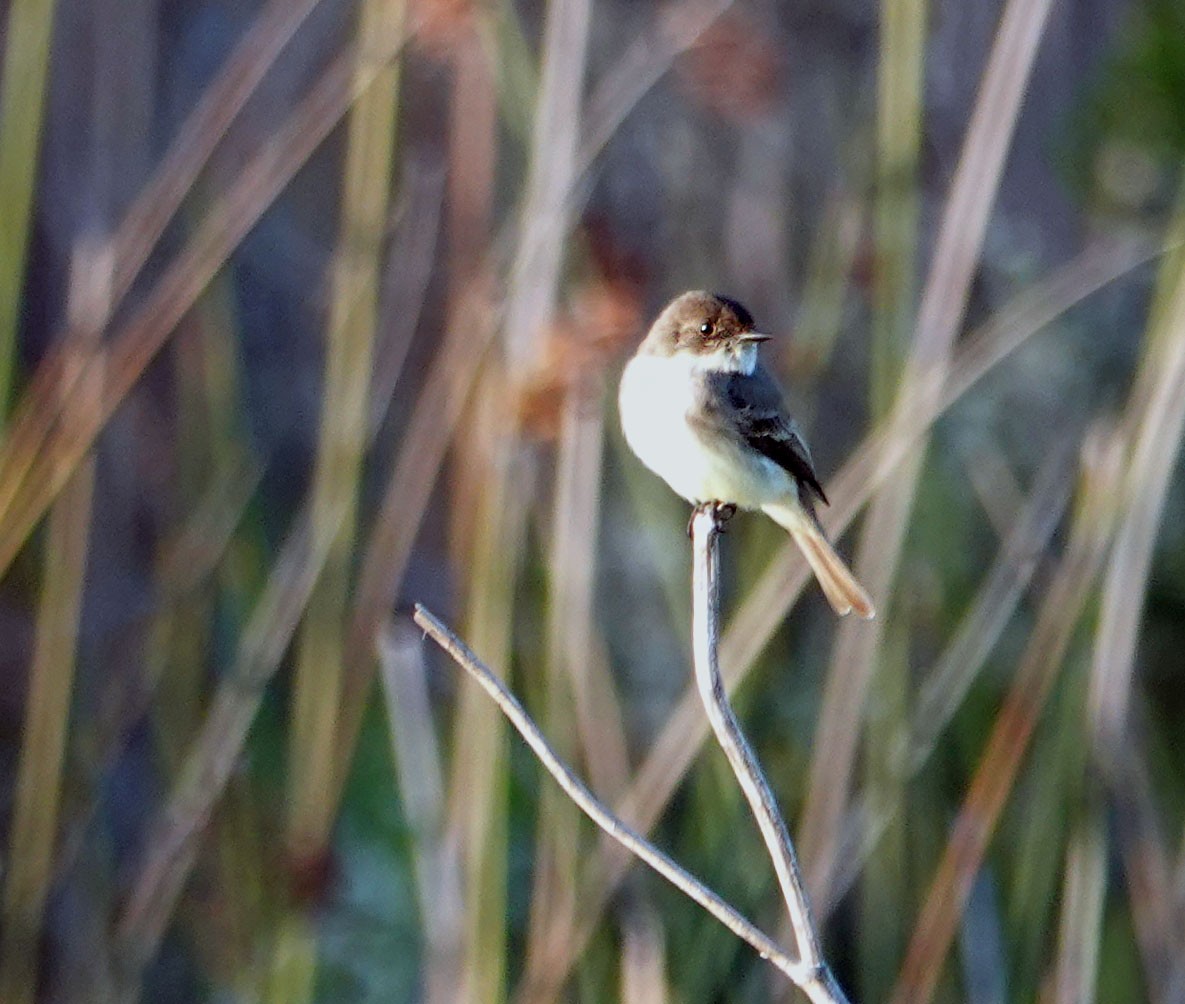 Mosquero Fibí - ML647007066