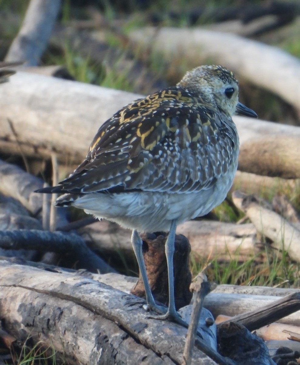 Pacific Golden-Plover - ML647007068