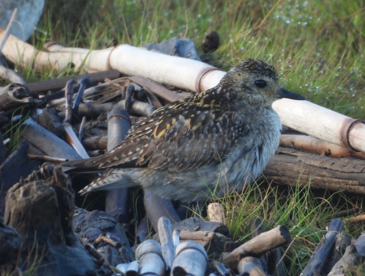 Pacific Golden-Plover - ML647007069