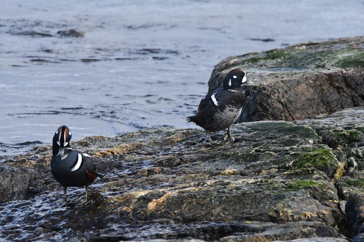 Ahate arlekina - ML647007070