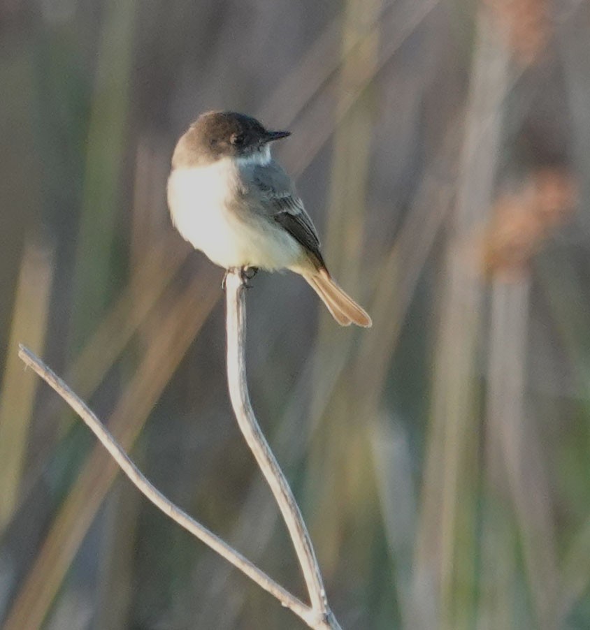 Mosquero Fibí - ML647007072