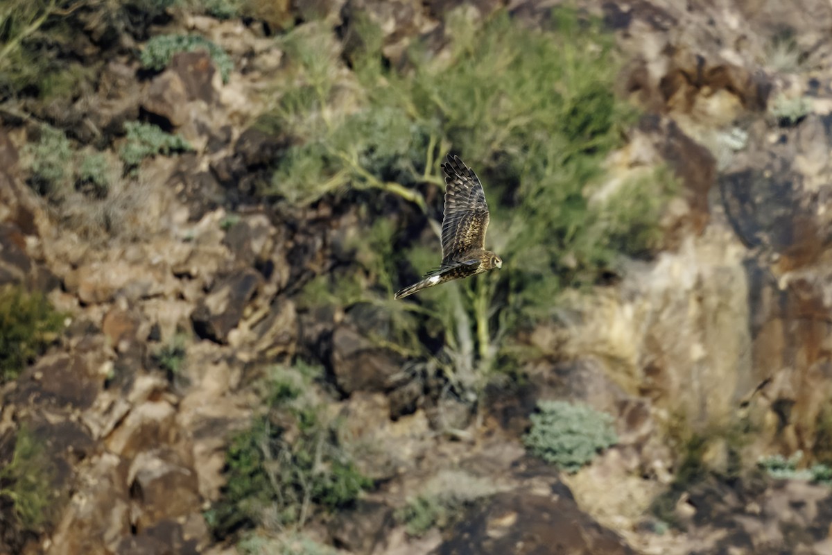 Northern Harrier - ML647007073