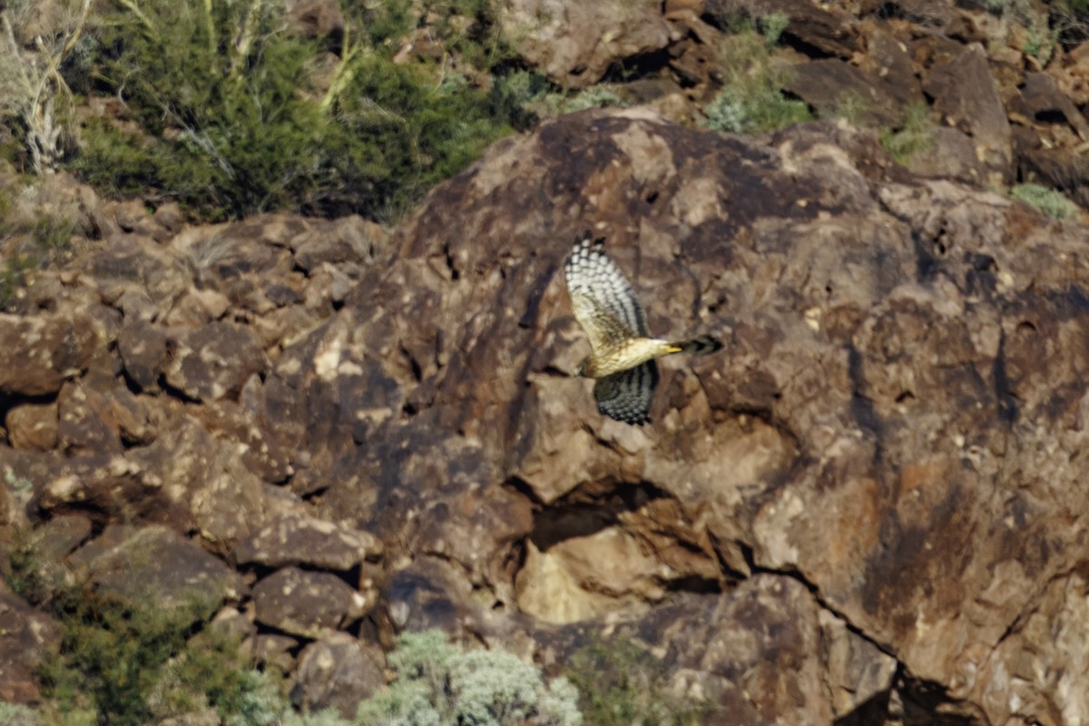 Northern Harrier - ML647007074