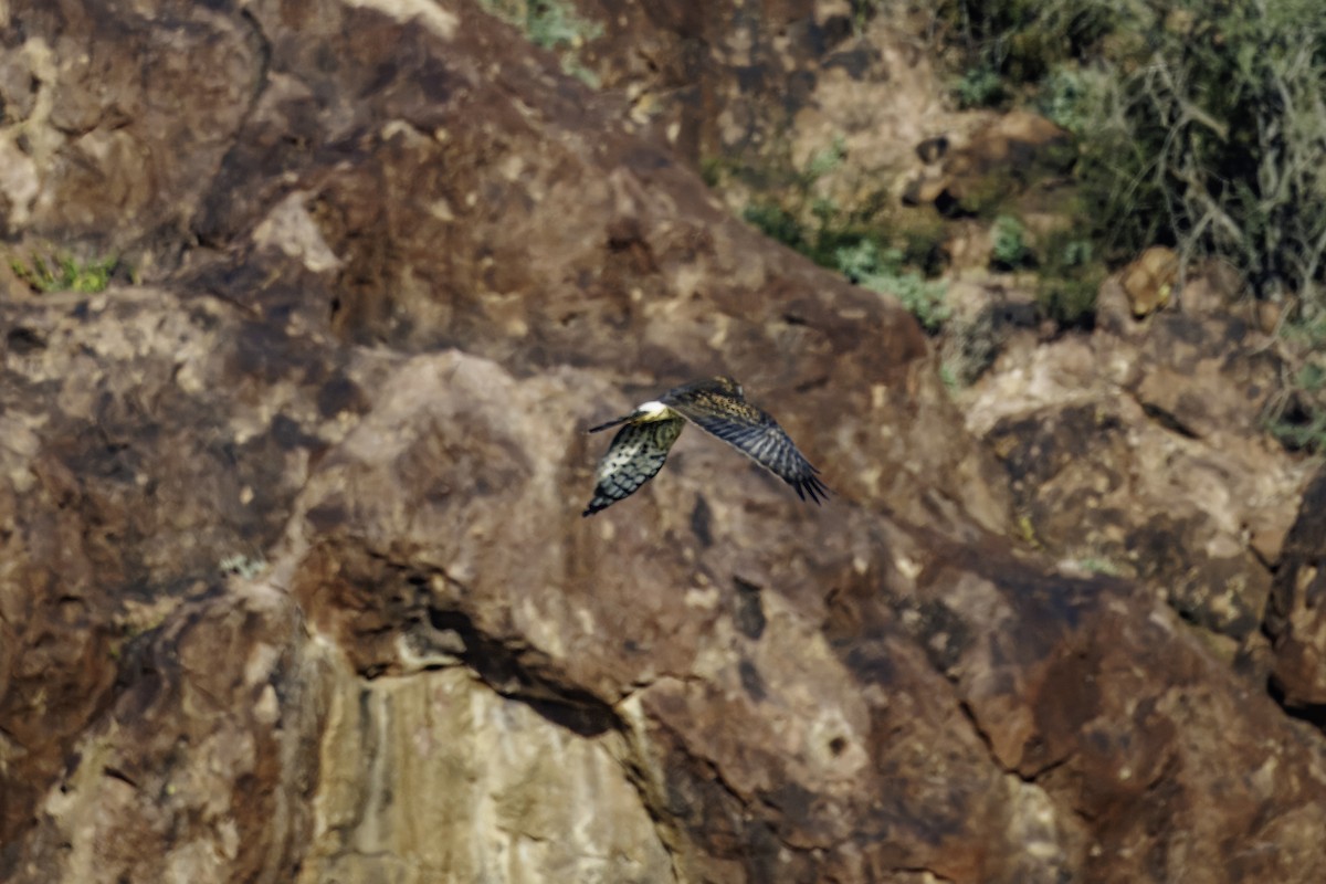 Northern Harrier - ML647007075