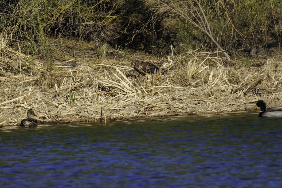 Northern Harrier - ML647007076