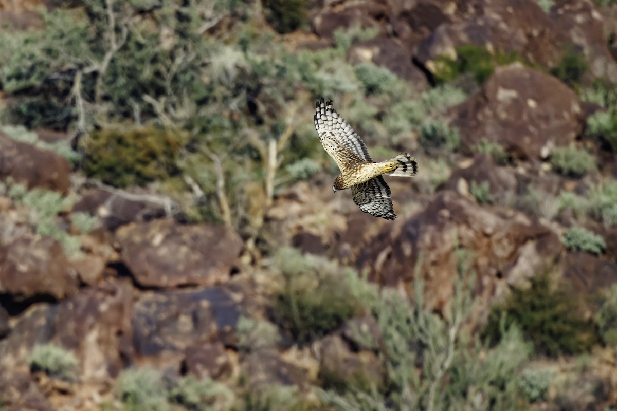 Northern Harrier - ML647007077