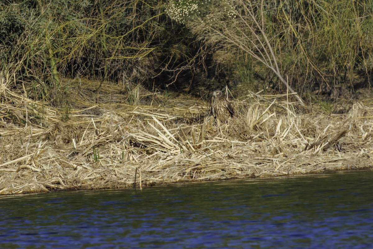 Northern Harrier - ML647007078