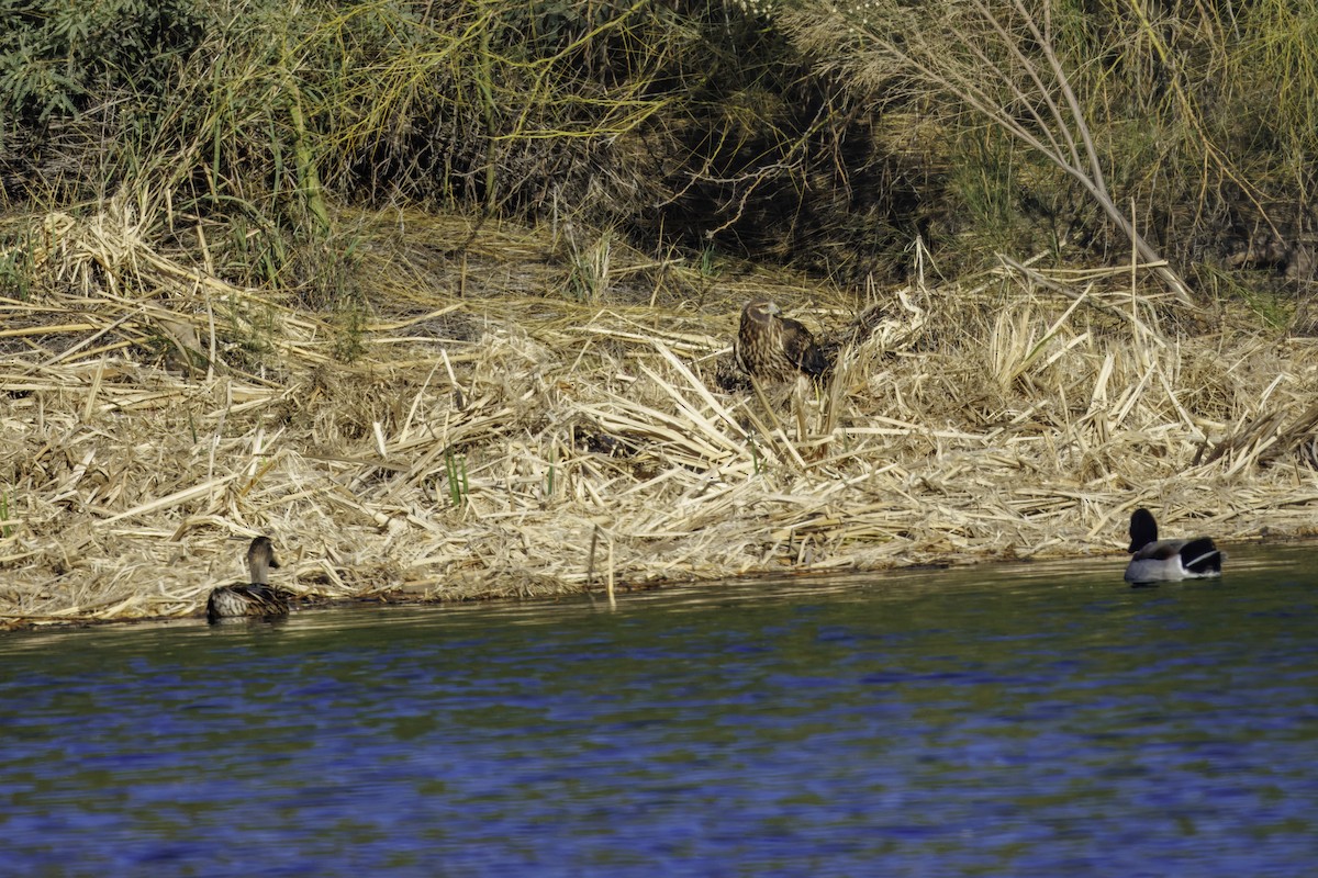 Northern Harrier - ML647007079