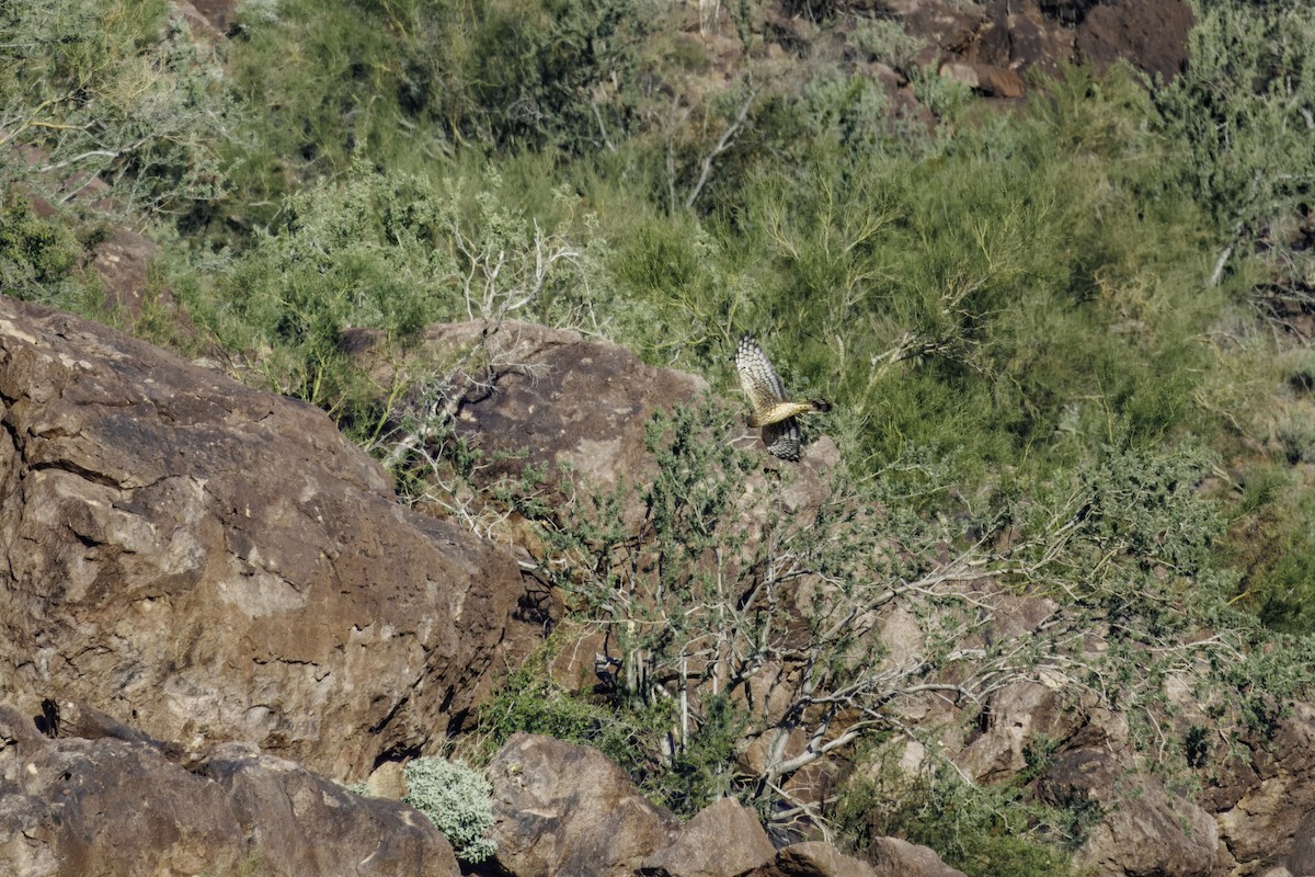 Northern Harrier - ML647007082