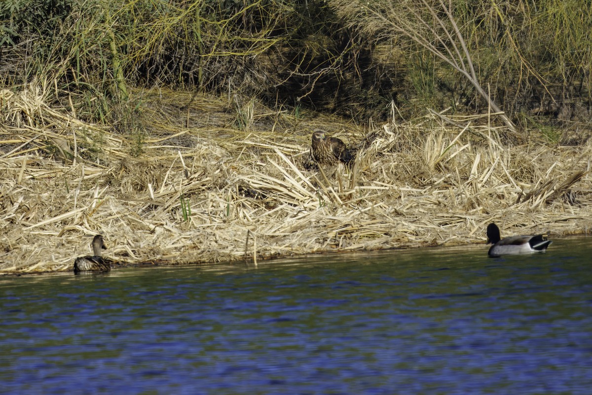 Northern Harrier - ML647007083