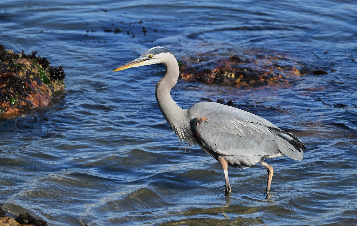 volavka velká - ML647007096