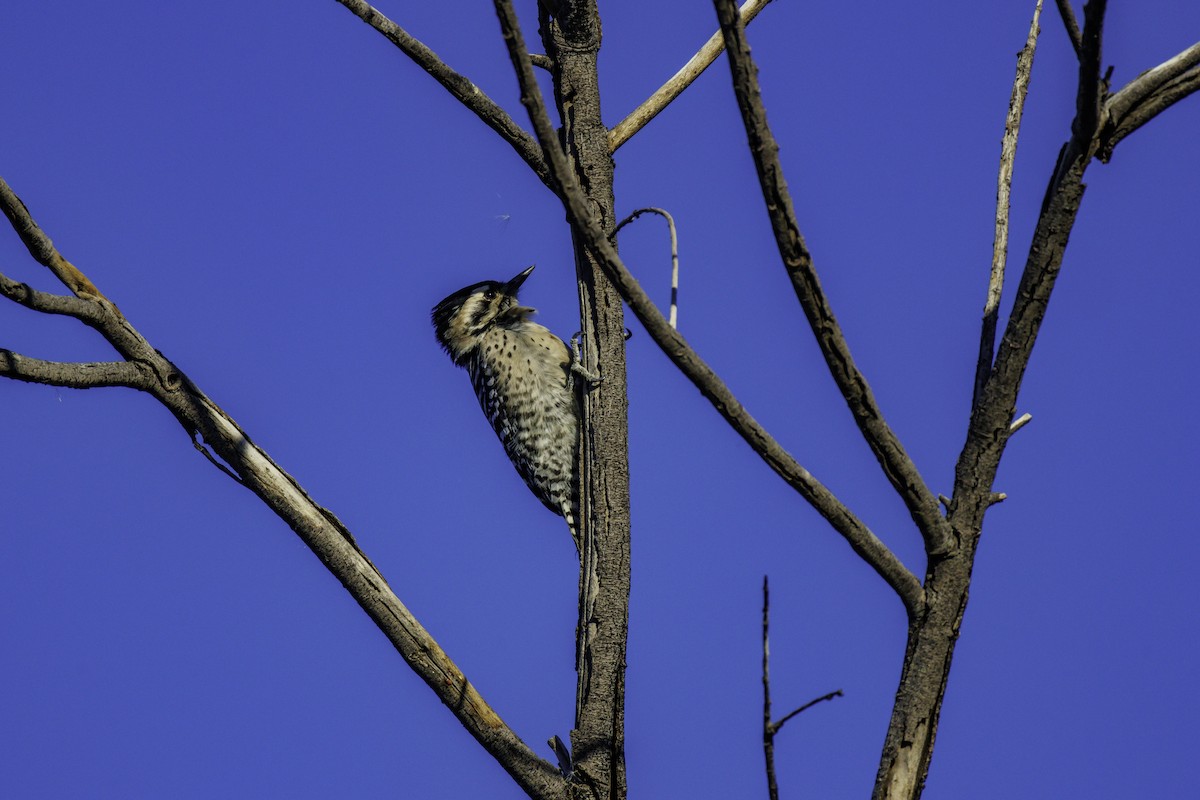 Ladder-backed Woodpecker - ML647007102