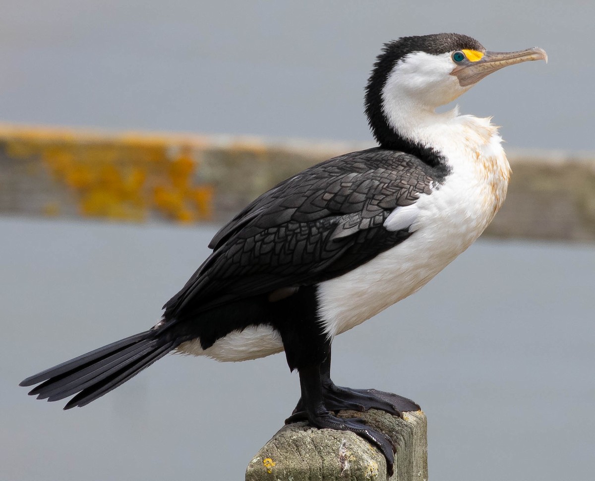 kormorán pestrý - ML647007106