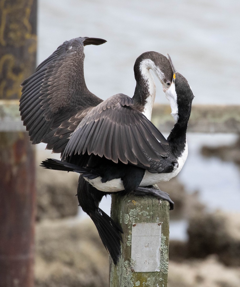 kormorán pestrý - ML647007107